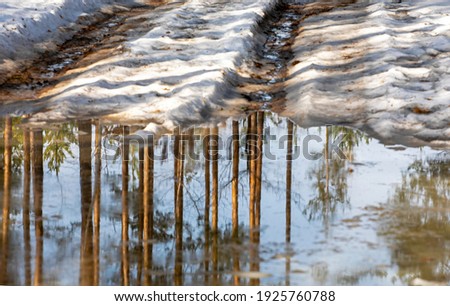 reflections in a snowy puddle of tree trunks in the forest on a sunny day
 reflection,