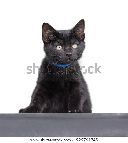 cute shelter kitten portrait on a white isolated background