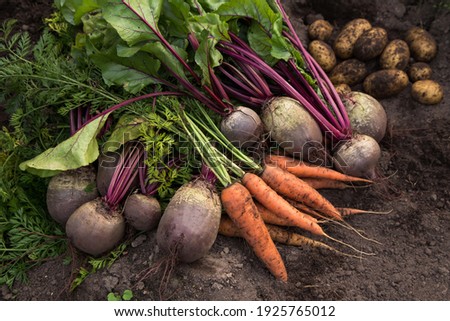 Autumn harvest of fresh raw carrot, beetroot and potatoes on ground in garden. Harvesting organic vegetables Royalty-Free Stock Photo #1925765012