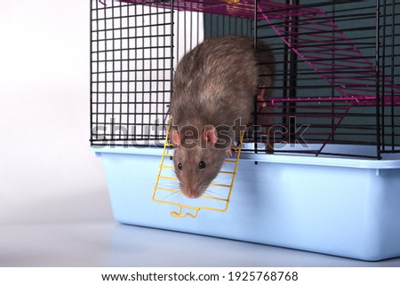 A wild breed rat prepared to escape looked out the window or door of a metal mesh cage