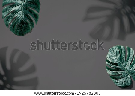 Tropical monstera leaf with shadow - flat lay