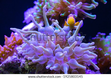 bubble anemone and clown fish