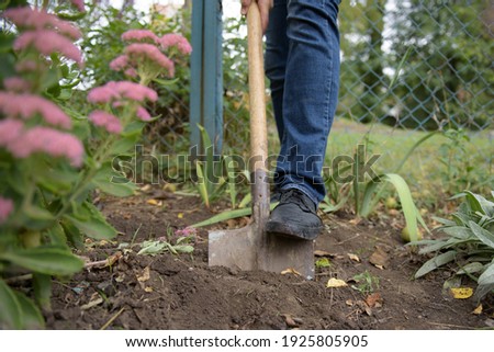man in shoes. a man is planting flowers. man digs with a shovel.