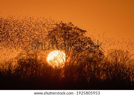 Beautiful large flock of starlings. A flock of starlings birds fly in the Netherlands. During January and February, hundreds of thousands of starlings gathered in huge clouds. Starling murmurations.
