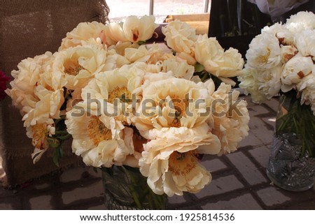 peonies bloom in the apothecary's garden in Moscow