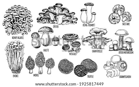 set edible mushrooms Vector illustration drawn by hand, family of different mushrooms, graphic drawing with lines, cut truffle, porcini mushroom, shiitake and chanterelles isolated on white background Royalty-Free Stock Photo #1925817449
