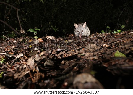 A wild genet photographed at night with flashes