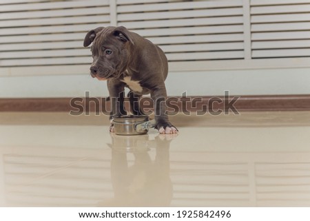 Mystified blue American Bully puppy curiously walking forward with its mouth.