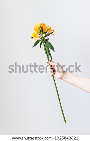 Female hand holds yellow alstroemeria flower. Royalty-Free Stock Photo #1925843621