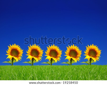 bright flowers of sunflower on background the blue sky