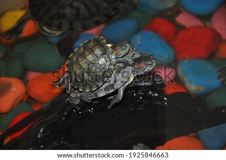 red eared turtles mate in the pool