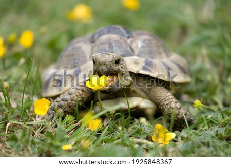Hermann's Tortoise in a garden eating a buttercup Royalty-Free Stock Photo #1925848367