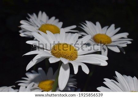 Daisy flowers closeup against dark black background. Beautiful daisies contrast photography. Captured in a garden.