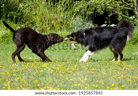 Border Collie and Brown Labrador playing tug of war