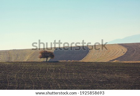 The only tree in the field. Lonely tree in the field. Under the blue sky, the only tree in the field. Tree background. High quality photo