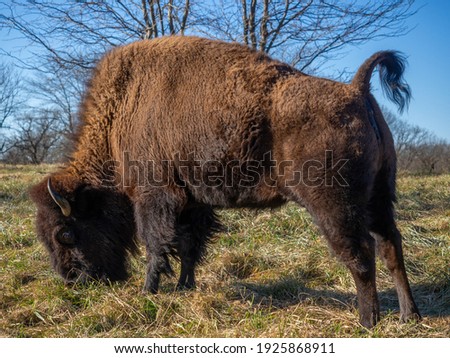 Bison as the representation of american fauna
