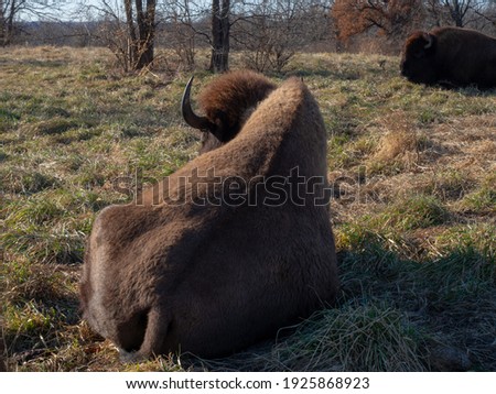 Bison as the representation of american fauna