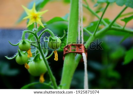 Growth of tomato plants inside a greenhouse. Stock Photo