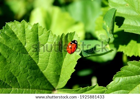  Nice Lady Bug Close-up picture!