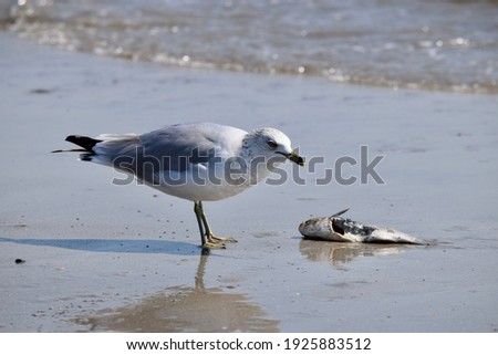 Seagulls of Hilton Head Island, South Carolina. The gull caught a fish and is eating before it dinner gets stolen.