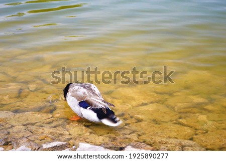  duck swimming in the lake