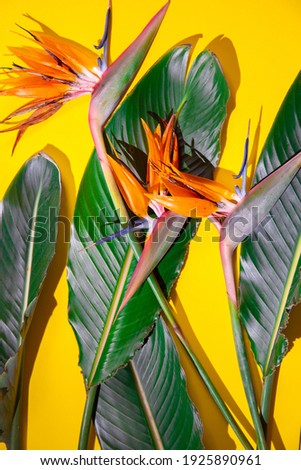 Tropical botanical background. Tropical plants on yellow background. flat lay