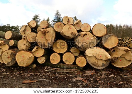Logs of trees, deforestation, tree cutting 