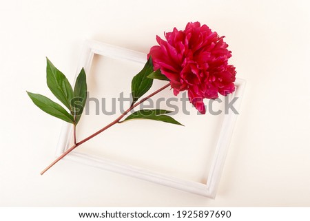 One peony flower red color and frame on the table. Flat lay, close-up