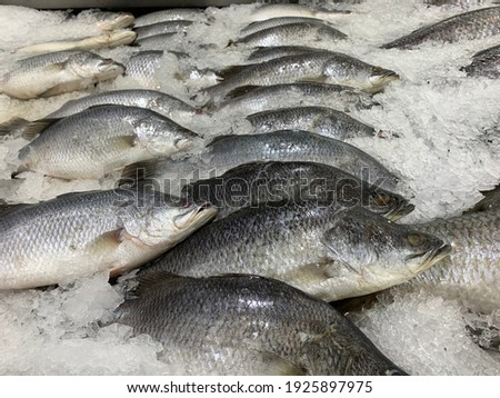 Sea bass placed on ice in a supermarket in Thailand.no focus
