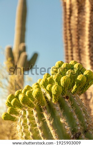 Close up image of endemic Saguaro Cactus (Carnegiea gigantea) Fruits, Sonoran desert, Phoenix Arizona. Image features the succullent body, thorns and the fruits on top. a full size plant is in back.