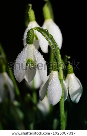 A group of fresh white snowdrops bloom in spring against a dark background in portrait format. There are drops of water on the flowers