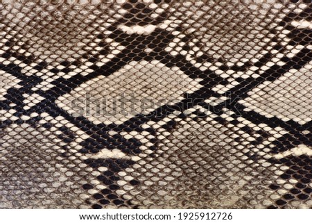 Snake skin texture close up. 