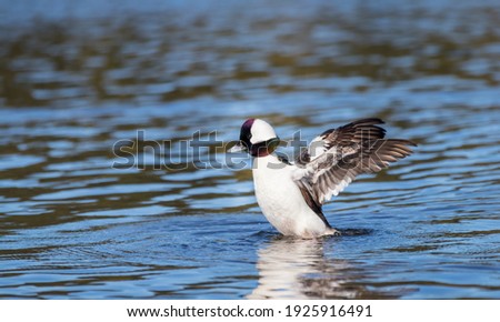 A male bufflehead diving duck " Bucephala albeola " stretches his wings in a lagoon in Canada.