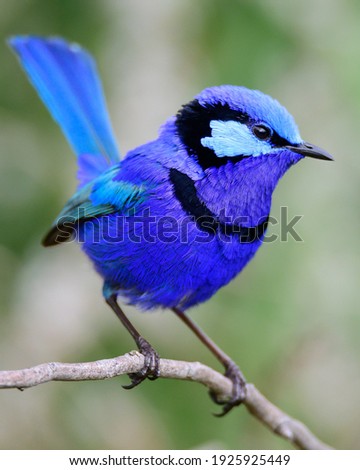Blue Splendid FairyWren on Perch  Royalty-Free Stock Photo #1925925449