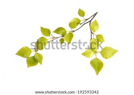 New birch tree foliage on white background Royalty-Free Stock Photo #192593342