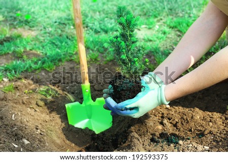Gardener planting tree in spring