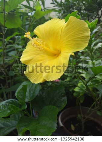 Hibiscus is a genus of flowering plants in the mallow family, isolated picture at home garden, selective focus 