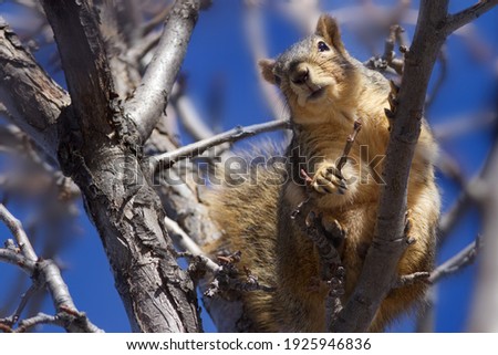Squirrel hanging out on a limb
