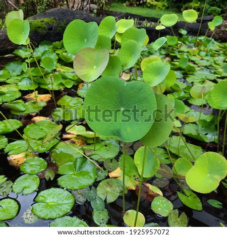 lotus leaves  on the natural background