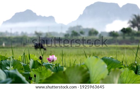 A lotus flower with countryside background, Nho Quan, Ninh Binh, Vietnam Royalty-Free Stock Photo #1925963645