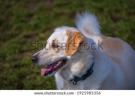 A YELLOW LABRADOR MIX DOG WITH A DARK GREEN BACKGROUND