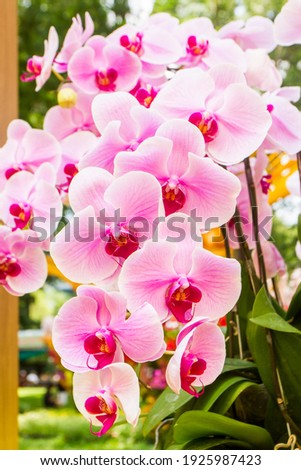 Beautiful Orchid Flowers In The Garden