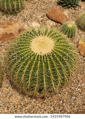 Cactus has sharp thorns on the sand.