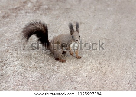 Korean squirrel met in the wild