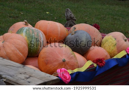 Many pumpkins in wooden cart. Various pumpkins background. Harvest, Halloween or Thanksgiving day concept