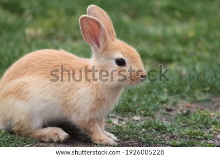 Baby rabbit searching for a dropped carrot