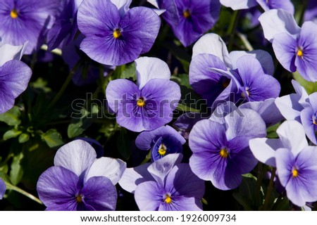 These are the pansies that bloomed in the garden. Royalty-Free Stock Photo #1926009734