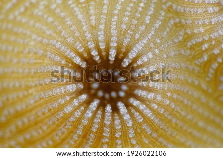 super macro picture of hard coral with limited dept of field