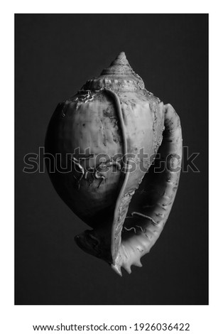 seashell black  white
portrait of the sea shell with black background  