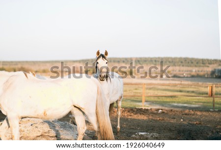 beautiful horses in a stable domestic animals